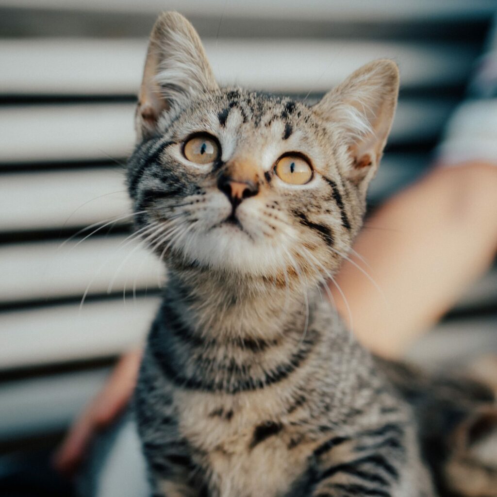 Animaux - Assurances Cousin